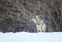 Pokazał nagranie z parku narodowego. "Podziwiam opanowanie"