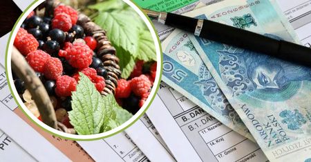 Dorabiasz na zbiorze owoców leśnych? Sprawdź, czy musisz odprowadzić podatek