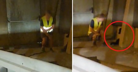 Pies na autostradzie. Świadek zadzwonił do schroniska. Nie wierzył własnym uszom