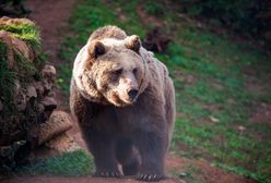 Bieszczady. Niedźwiedzie szły środkiem drogi. "Tego jest coraz więcej"