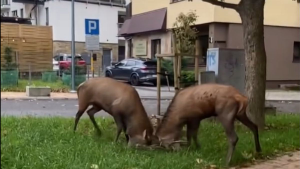Jelenie walczyły ze sobą w centrum  miasta