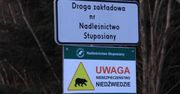 "Bardzo niedobry sygnał". Leśnicy mówią, co dzieje się z niedźwiedziami
