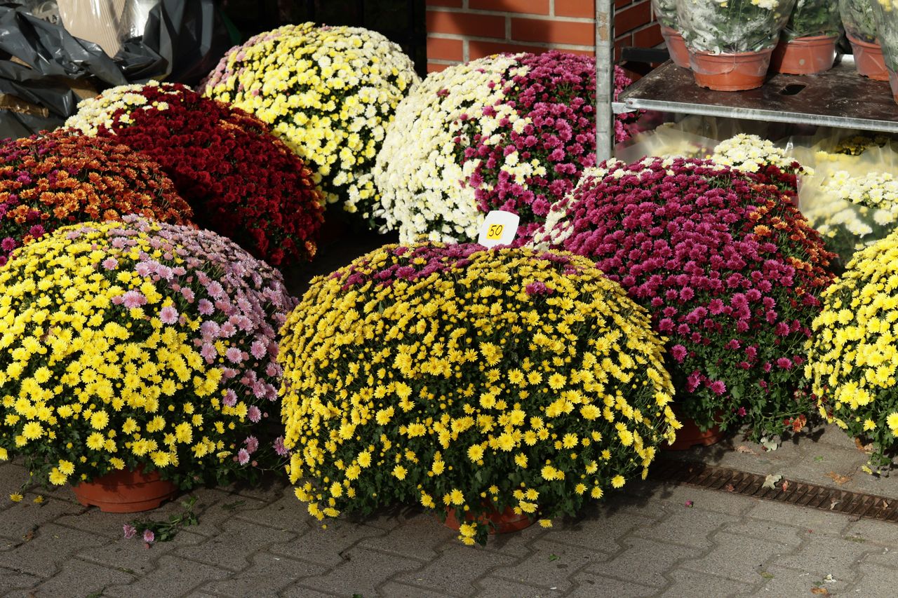 Uważaj na kolor, który wybierasz na grób. Ma ogromne znaczenie