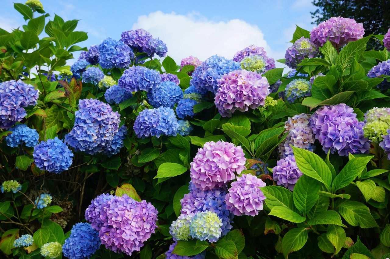 Hortensje to jedne z nielicznych roślin, u których można zmienić kolor kwiatów