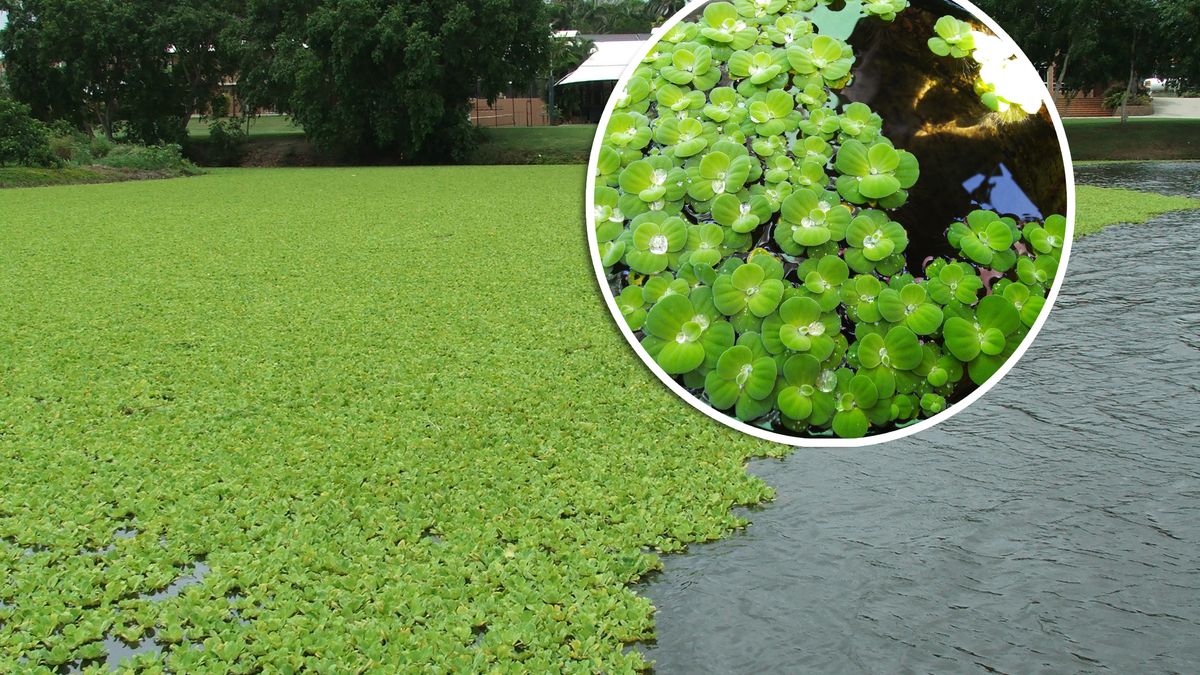 Pistia rozetkowa uznana za inwazyjną