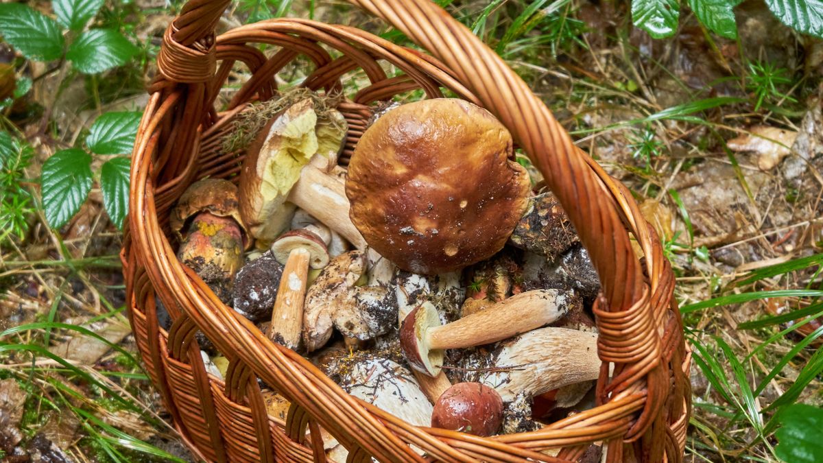 Dlaczego warto pukać w kapelusz grzyba? 