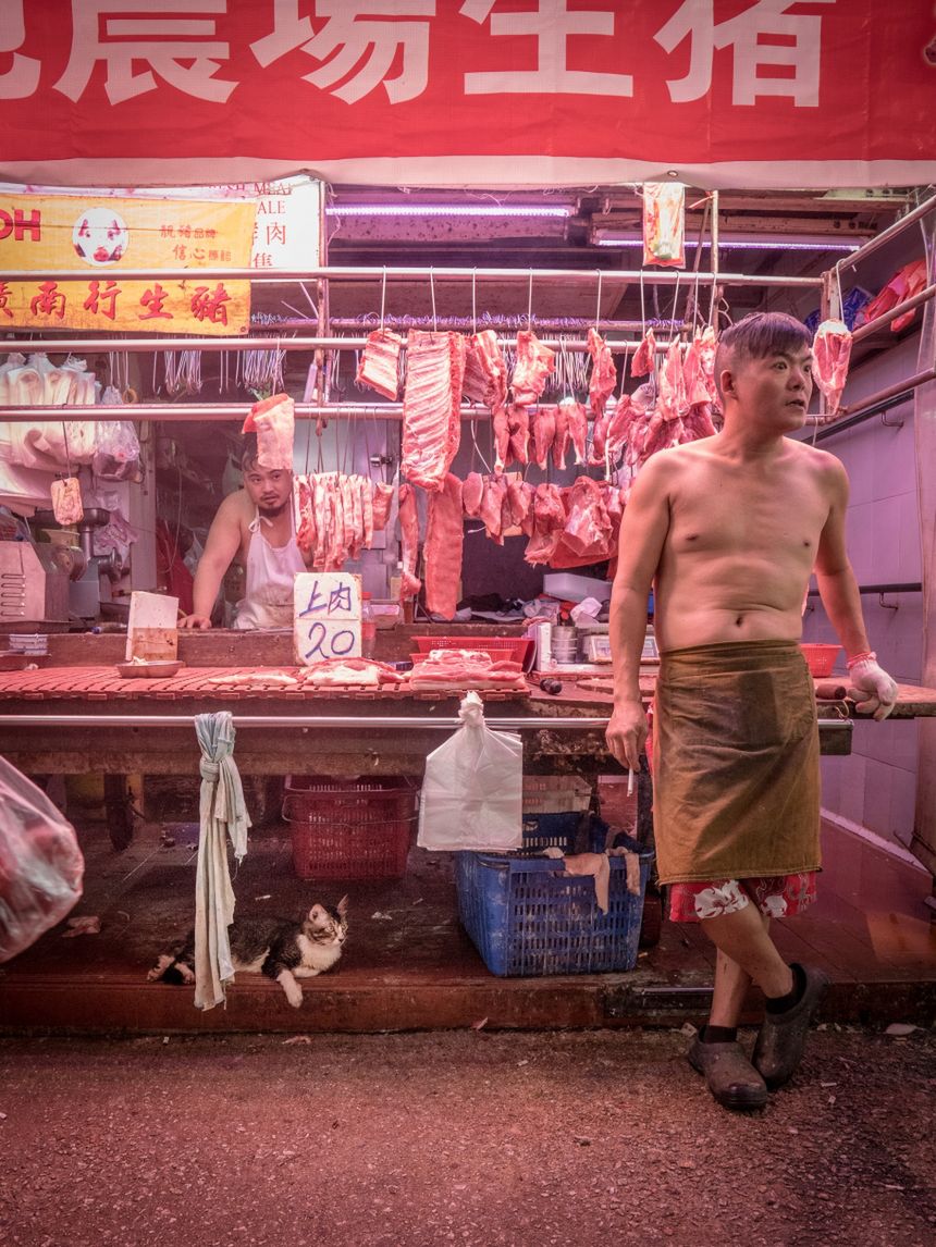 Koty na targach Hongkongu czują się jak w domu. Pokazał to Marcel Heijnen 16