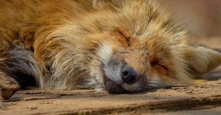 Nowy Firefox dostanie lepsze blokowanie treści, testuje automatyczne wyciszanie kart