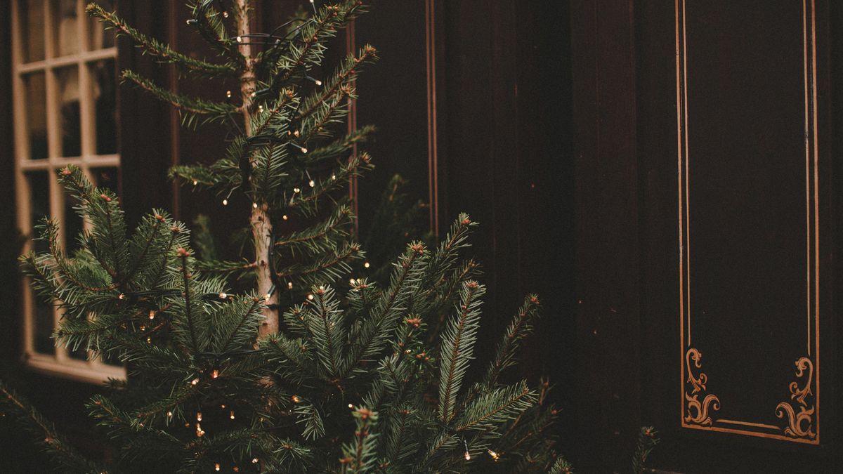 Choinka czy podłaźniczka? Czym się różnią