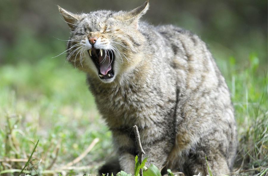 Feral cats on target in Australia after their population booms