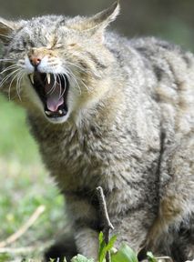 Feral cats on target in Australia after their population booms