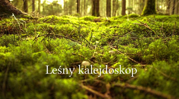 Leśny kalejdoskop