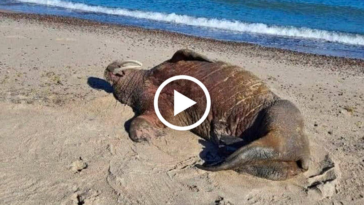 Fot. Licencjodawca. Mors arktyczny wylegiwał się na bałtyckiej plaży [WIDEO]