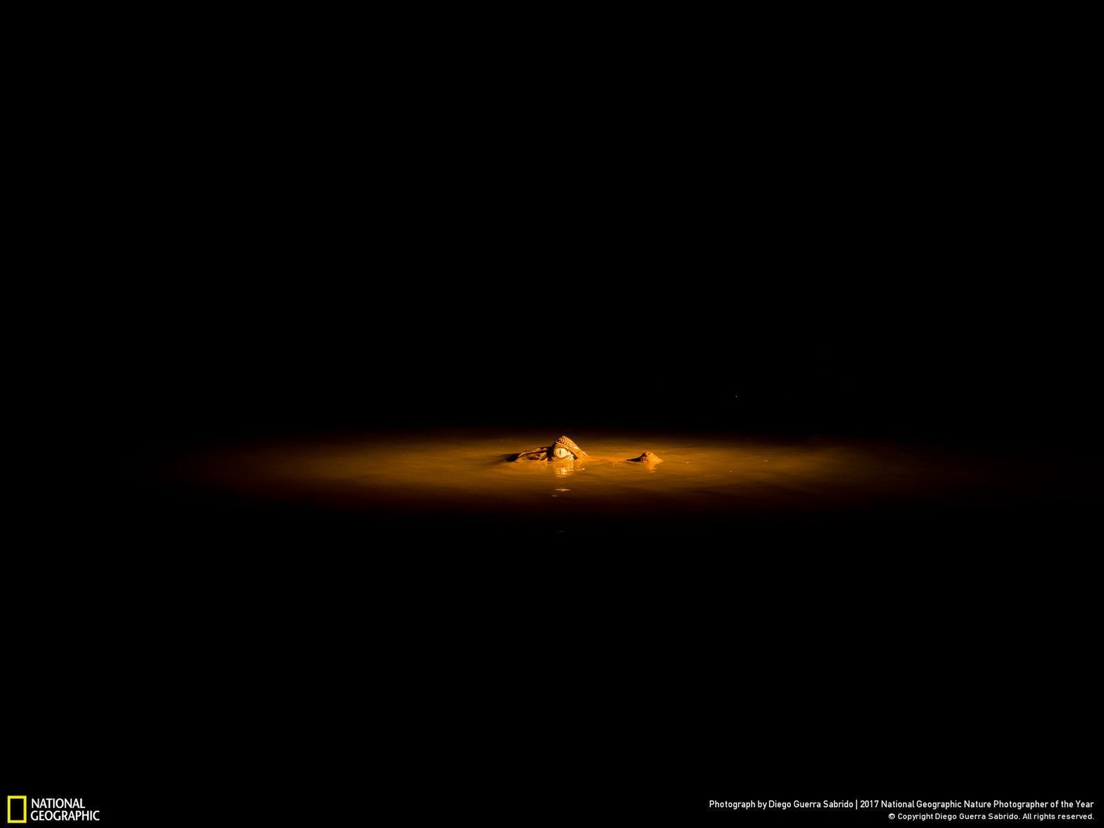 Poznaj najnowsze zgłoszone zdjęcia w konkursie Nat Geo Nature Photographer of the Year 2017 3