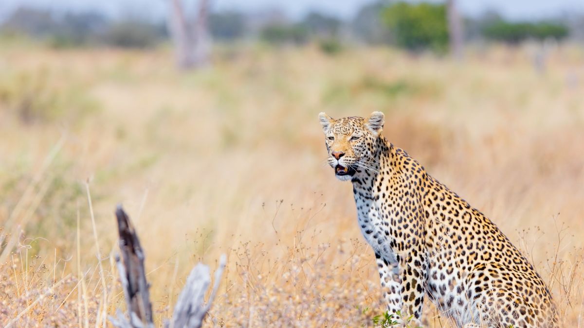 Poznaj zwyczaje dzikich zwierząt, dzięki inspirującemu timelapse'owi 4K 1