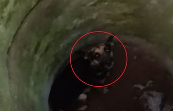Ciężarna suczka w studni. "Szanse praktycznie zerowe"