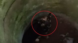 Ciężarna suczka w studni. "Szanse praktycznie zerowe"