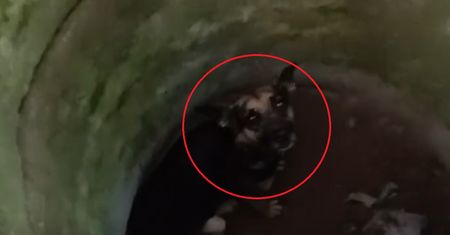 Ciężarna suczka w studni. "Szanse praktycznie zerowe"