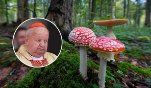 Kardynał Dziwisz z muchomorem na głowie. Praca trafi na wystawę