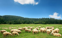 Wypas owiec na terenie Karkonoskiego Parku Narodowego. Dostaną dotacje