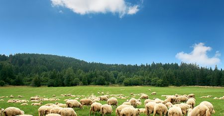 Projekt TRaFooN: Naukowcy wspierają małych producentów żywności na rynkach europejskich