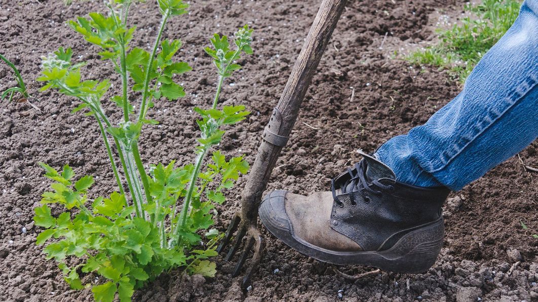 Chroni też przed nowotworami. Upora się z trądzikiem, kurzajkami i brodawkami.