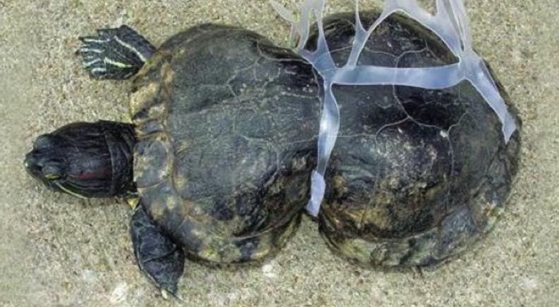 Zdeformowany żółw. Ofiara pływających w wodzie śmieci