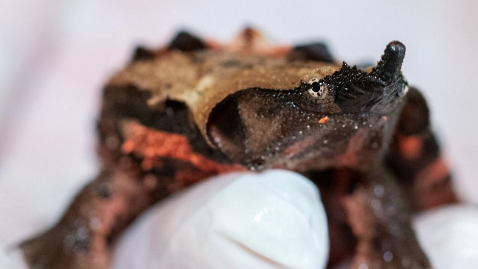 Żółw matamata, który przyszedł na świat w łódzkim zoo