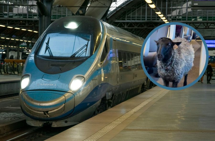 Owca w pampersie jechała Pendolino