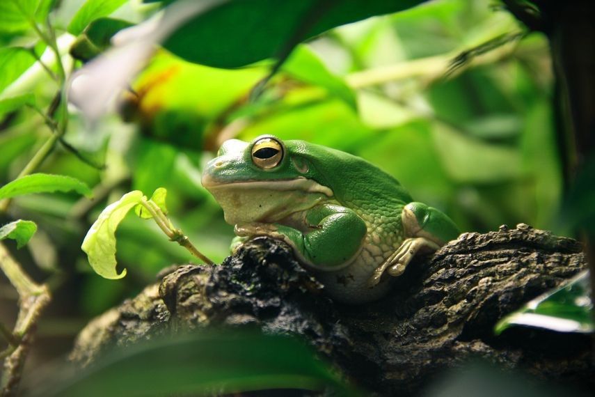 Grodzisk Mazowiecki. 30-letnia kobieta zmarła po użyciu wydzieliny z egzotycznej żaby