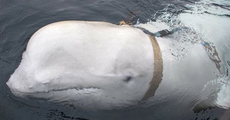 Norwegia ostrzega przed wielorybami-szpiegami