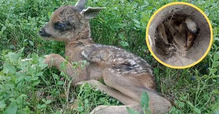 Akcja ratunkowa małej sarenki. Utknęła w śmiertelnej pułapce