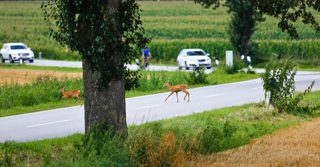 Giną pod kołami. Skala problemu na polskich drogach zaskoczyła