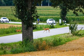 Giną pod kołami. Skala problemu na polskich drogach zaskoczyła