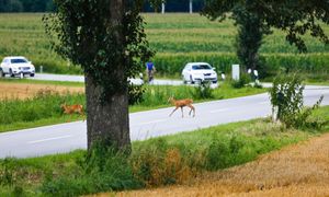 Giną pod kołami. Skala problemu na polskich drogach zaskoczyła