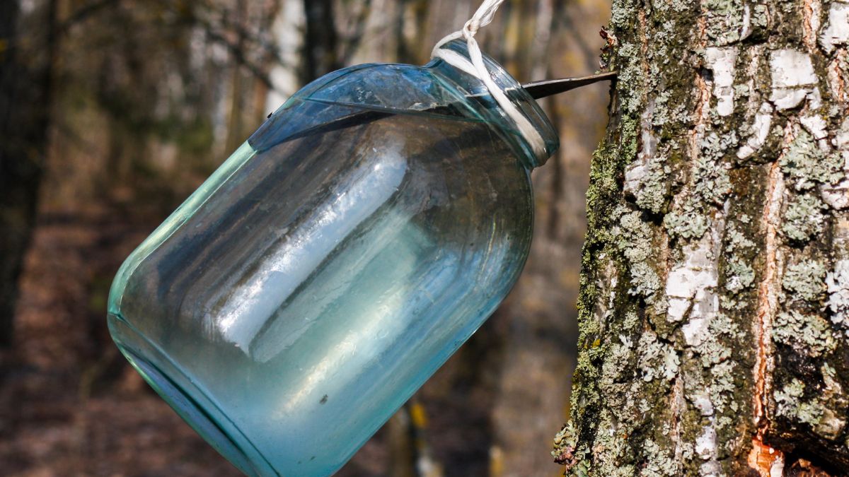 Zbieranie soku z brzozy