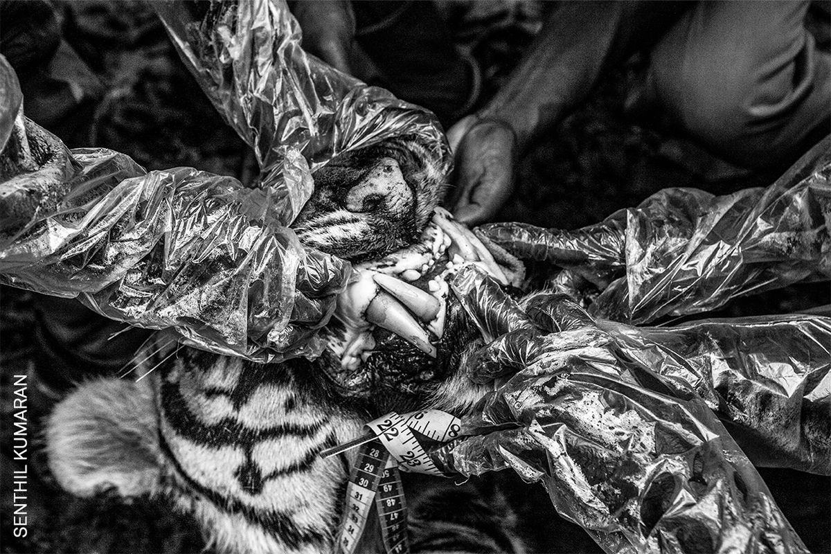 World Press Photo 2022: Poznaj najlepszych fotografów różnych kontynentów 35