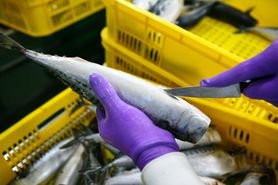 Ryby coraz bardziej toksyczne. Naukowcy ostrzegają przed metylortęcią 
