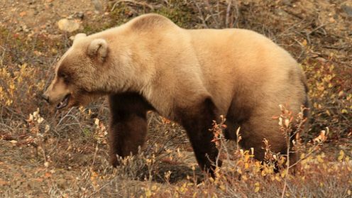 Niedźwiedzi sposób na zdrową i bezpieczną hibernację 1