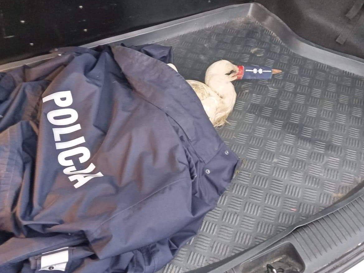 Łódzkie. Bocian stał się... policjantem. Uratowali go mundurowi