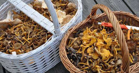 Ceny grzybów w październiku. Ile kosztują borowiki, rydze, podgrzybki i kurki?