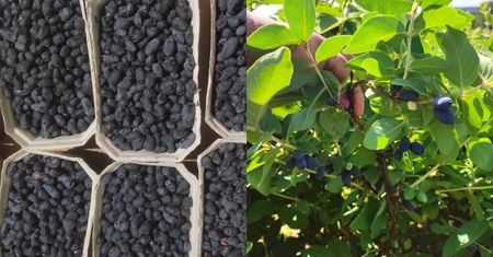 "Ostatnie samozbiory". Rolnik zaprasza. Oto cena za kilogram