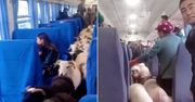Chiny. Stado bydła podróżowało pociągiem pasażerskim