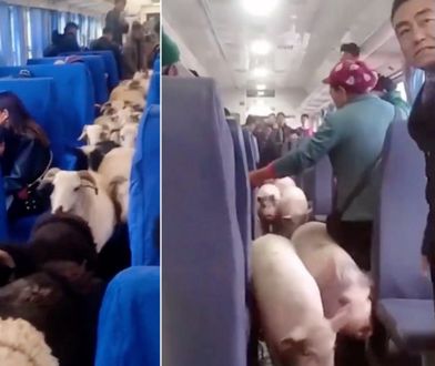 Chiny. Stado bydła podróżowało pociągiem pasażerskim