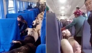Chiny. Stado bydła podróżowało pociągiem pasażerskim
