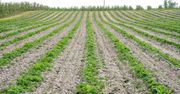 Planujesz pracę na zbiorach truskawek? Zobacz, ile możesz zarobić