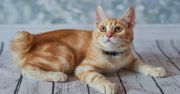 Amerykański bobtail – dziki wygląd, ale bardzo rodzinny charakter