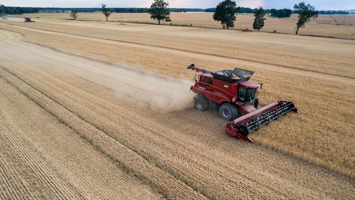 Żniwa w Ukrainie. Znamy prognozy