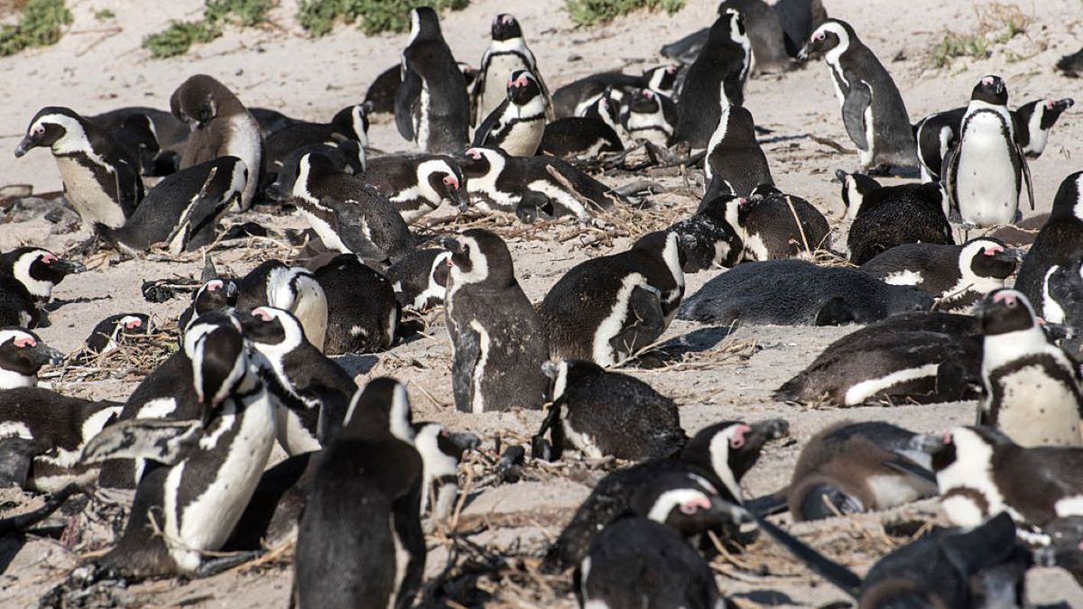 63 pingwinów zginęło po ataku pszczół 