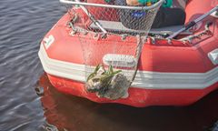 Śnięte ryby w Nerze. Alert RCB dla kolejnego powiatu